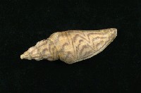 藏品(哈蜜渦螺)的圖片